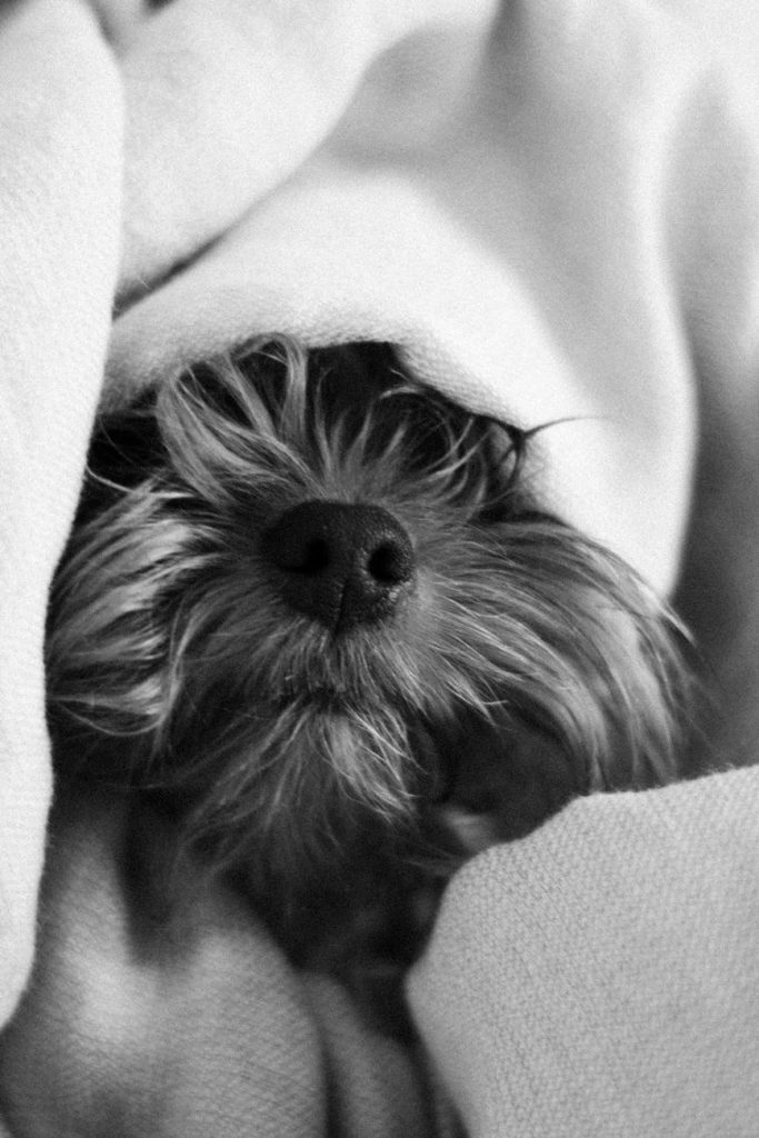 cute fluffy puppy in home